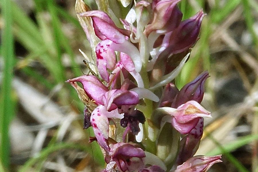 Anacamptis coriophora